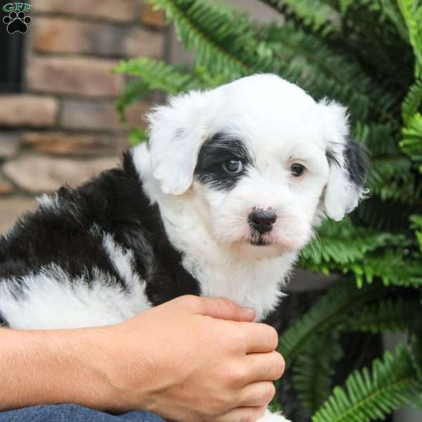 Atlantic, Mini Sheepadoodle Puppy