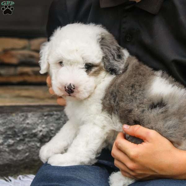 Indian, Mini Sheepadoodle Puppy