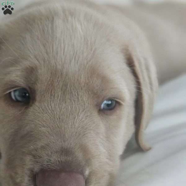 Cotton, Silver Labrador Retriever Puppy