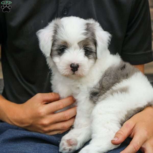 Pacific, Mini Sheepadoodle Puppy