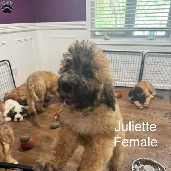 Juliette, Saint Berdoodle Puppy