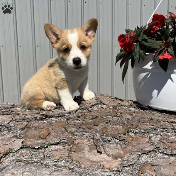 Leo, Pembroke Welsh Corgi Puppy