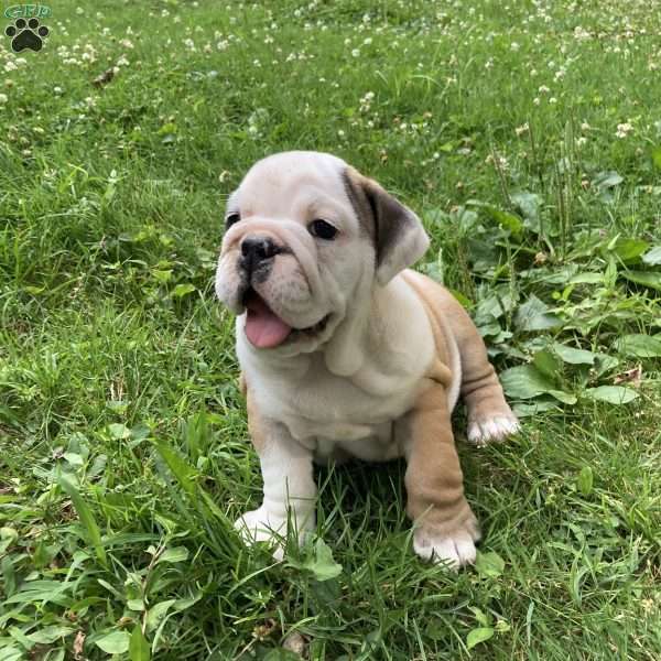 Lucky, English Bulldog Puppy