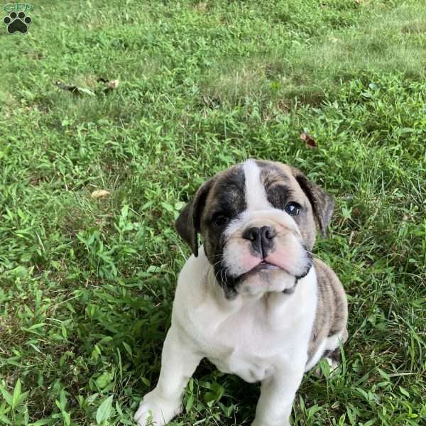 Cookie, English Bulldog Puppy