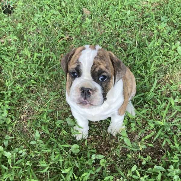 Caramel, English Bulldog Puppy