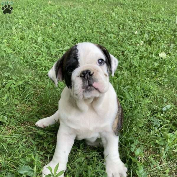 Panda, English Bulldog Puppy