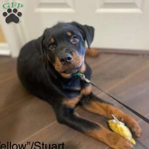 Stewart, Rottweiler Puppy