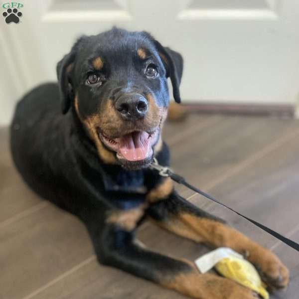 Stewart, Rottweiler Puppy