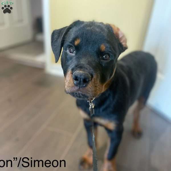 Simeon, Rottweiler Puppy