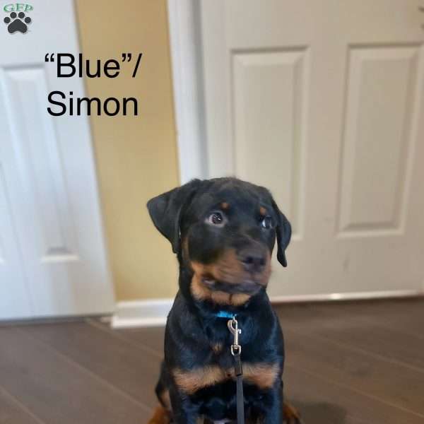 “Theodore” Simon, Rottweiler Puppy