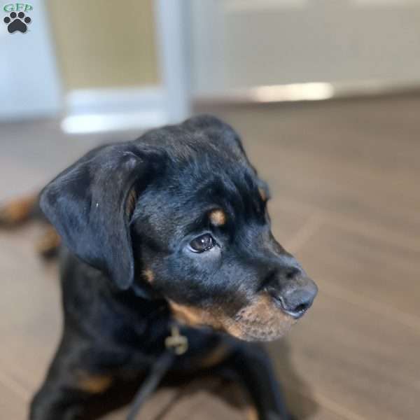 Sasha, Rottweiler Puppy