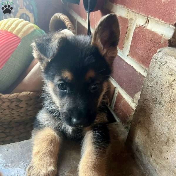 Rocky, German Shepherd Puppy