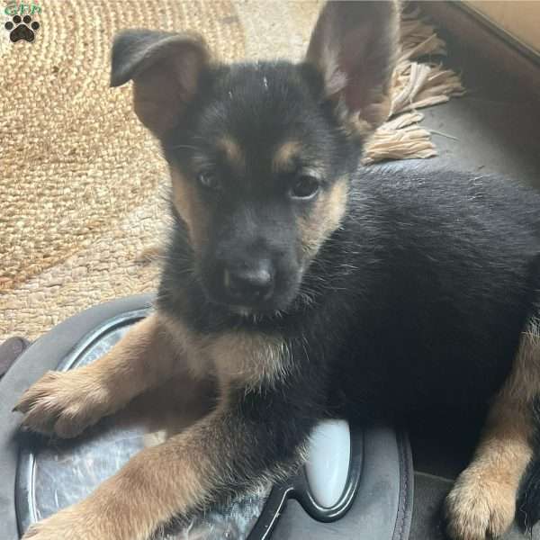 River, German Shepherd Puppy