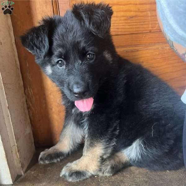 Raven, German Shepherd Puppy