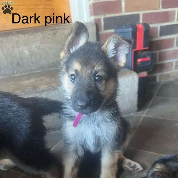 Roxy, German Shepherd Puppy