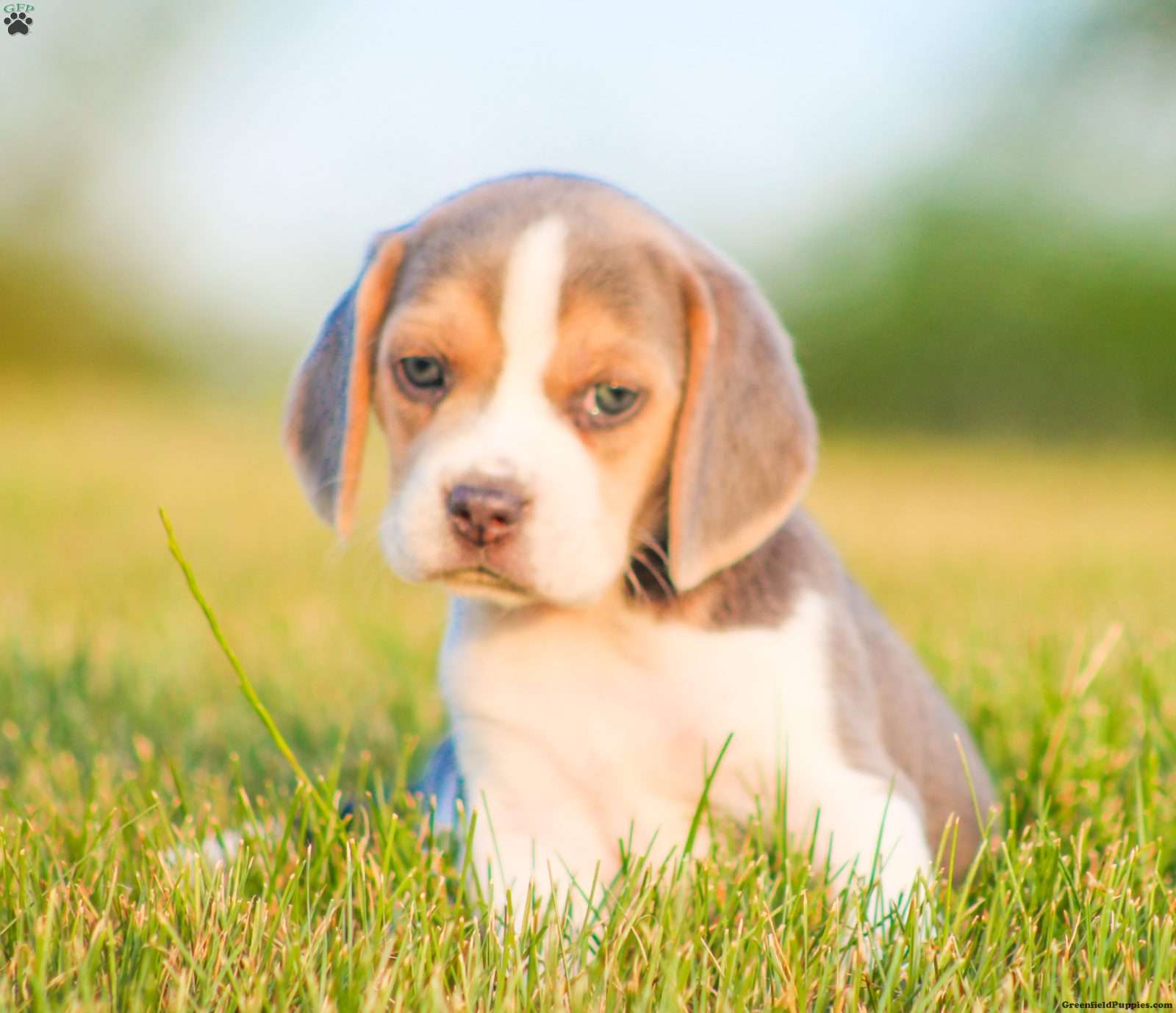 Bella - Beagle Puppy For Sale in Pennsylvania