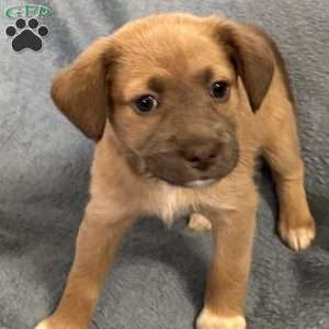 Mufasa, Jack Russell Mix Puppy