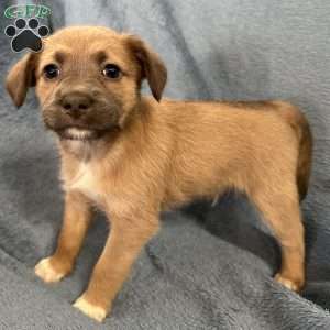 Mufasa, Jack Russell Mix Puppy