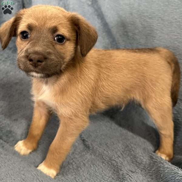 Mufasa, Jack Russell Mix Puppy