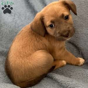 Mufasa, Jack Russell Mix Puppy