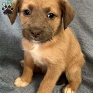 Mufasa, Jack Russell Mix Puppy