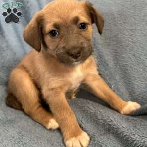 Mufasa, Jack Russell Mix Puppy