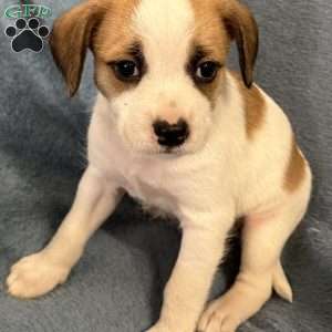 Simba, Jack Russell Mix Puppy