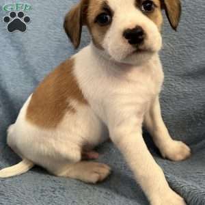 Simba, Jack Russell Mix Puppy