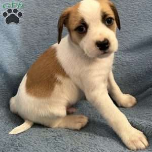 Simba, Jack Russell Mix Puppy