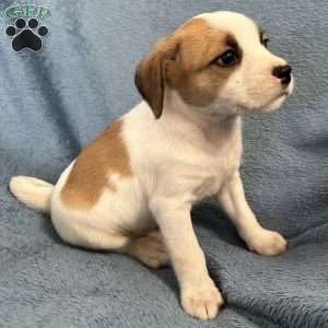 Simba, Jack Russell Mix Puppy