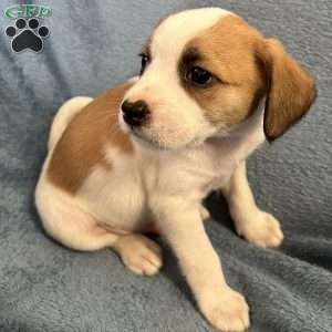 Simba, Jack Russell Mix Puppy