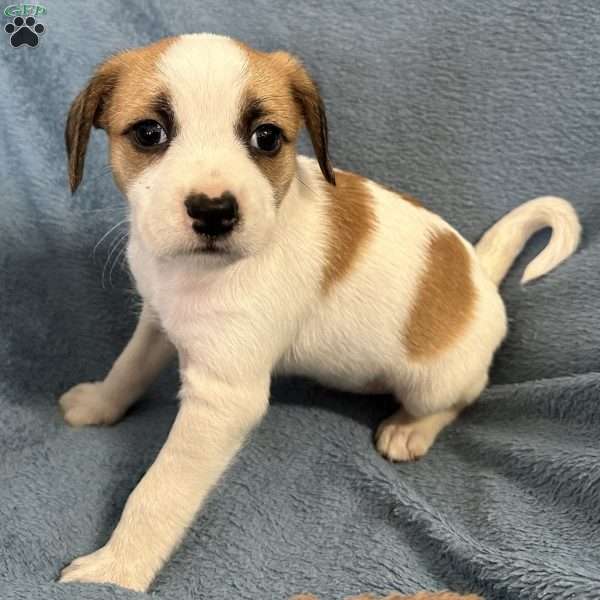 Simba, Jack Russell Mix Puppy