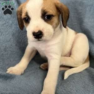 Simba, Jack Russell Mix Puppy