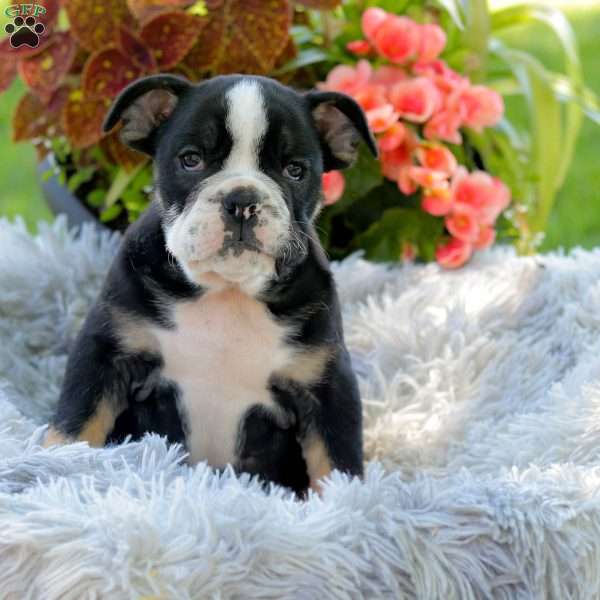 Leo, English Bulldog Puppy