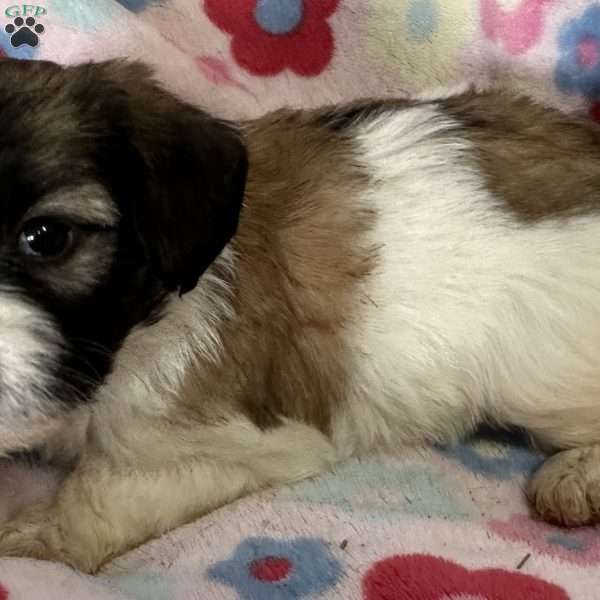 Sarafina, Shih Tzu Mix Puppy