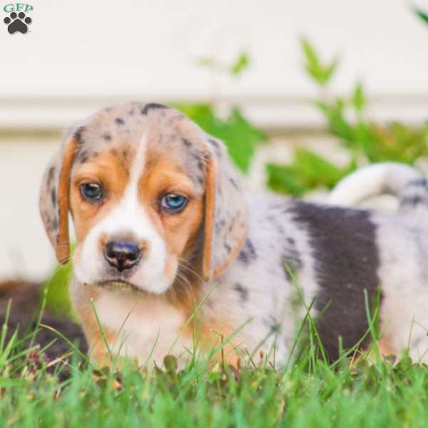 Champ, Beagle Puppy