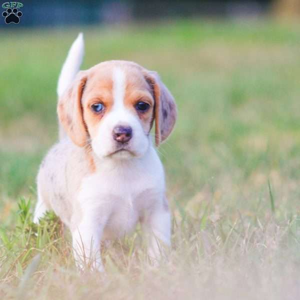 Lady, Beagle Puppy