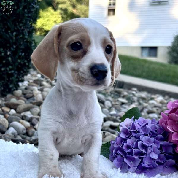 Princess, Dachshund Puppy