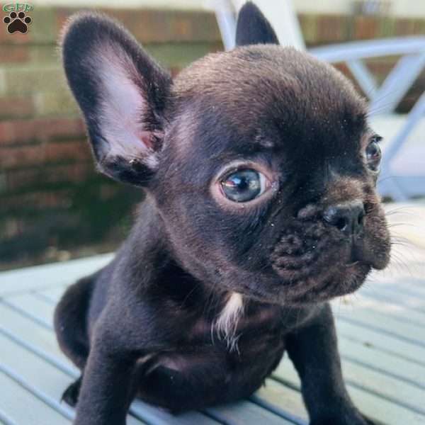 Beetle, French Bulldog Puppy