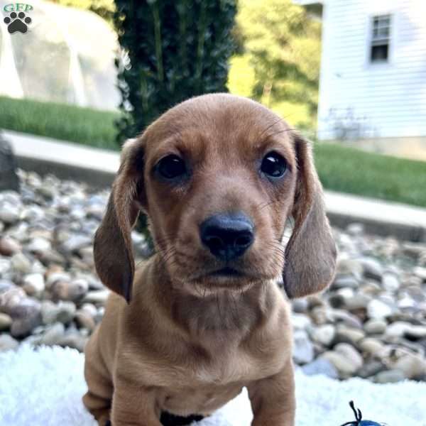 Theo, Dachshund Puppy