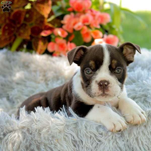 Jax, English Bulldog Puppy