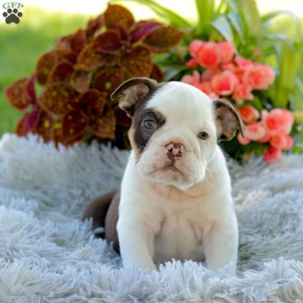 Finn, English Bulldog Puppy