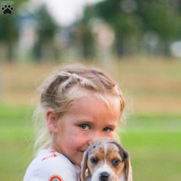 Matrix, Beagle Puppy