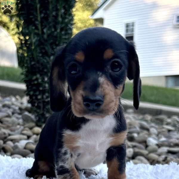 Nova, Dachshund Puppy