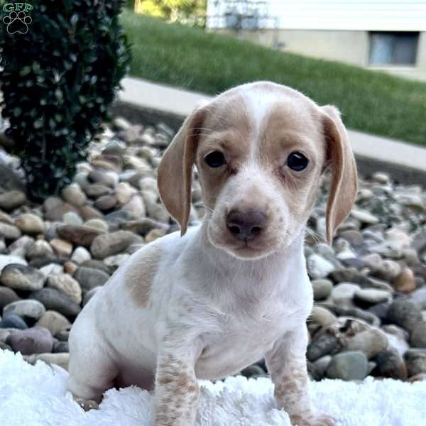 Bella, Dachshund Puppy