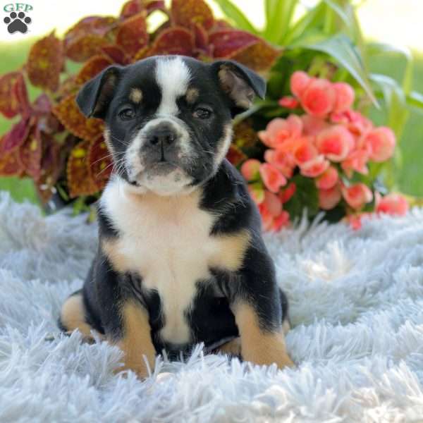 Lola, English Bulldog Puppy