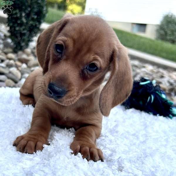 Cody, Dachshund Puppy