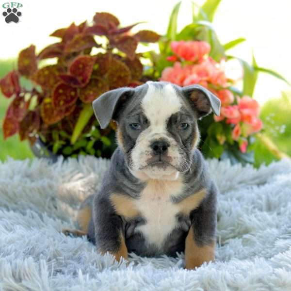 Ginger, English Bulldog Puppy