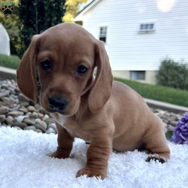 Claire, Dachshund Puppy