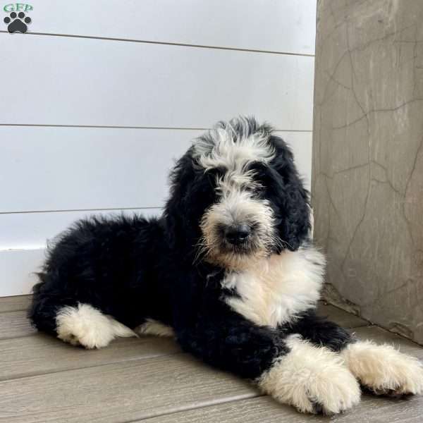 Heath, Bernedoodle Puppy